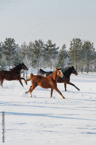 Horses running through a snowy field in a winter landscape with forest in the background