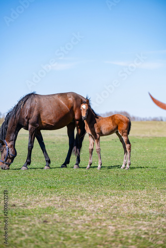 Mare grazing beside her foal in a green pasture under a clear blue sky