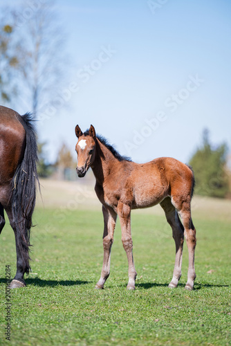 Young foal standing in a green pasture on a sunny day with blue sky