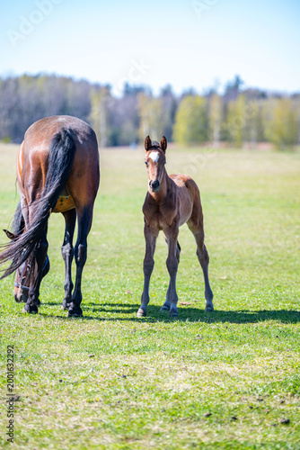 Mare grazing beside her foal in a green pasture under a clear blue sky