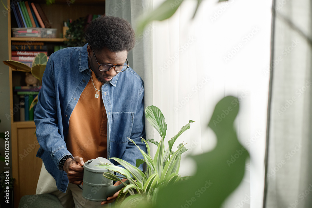 Obraz premium Black young adult man watering houseplants near window, practicing home gardening and plant care. Useful for lifestyle marketing, wellness content, sustainability campaigns, medium shot