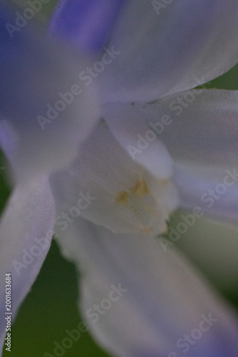 blüte stempel makro nah natur pflanze