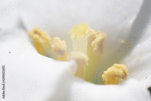 blüte stempel makro nah natur pflanze