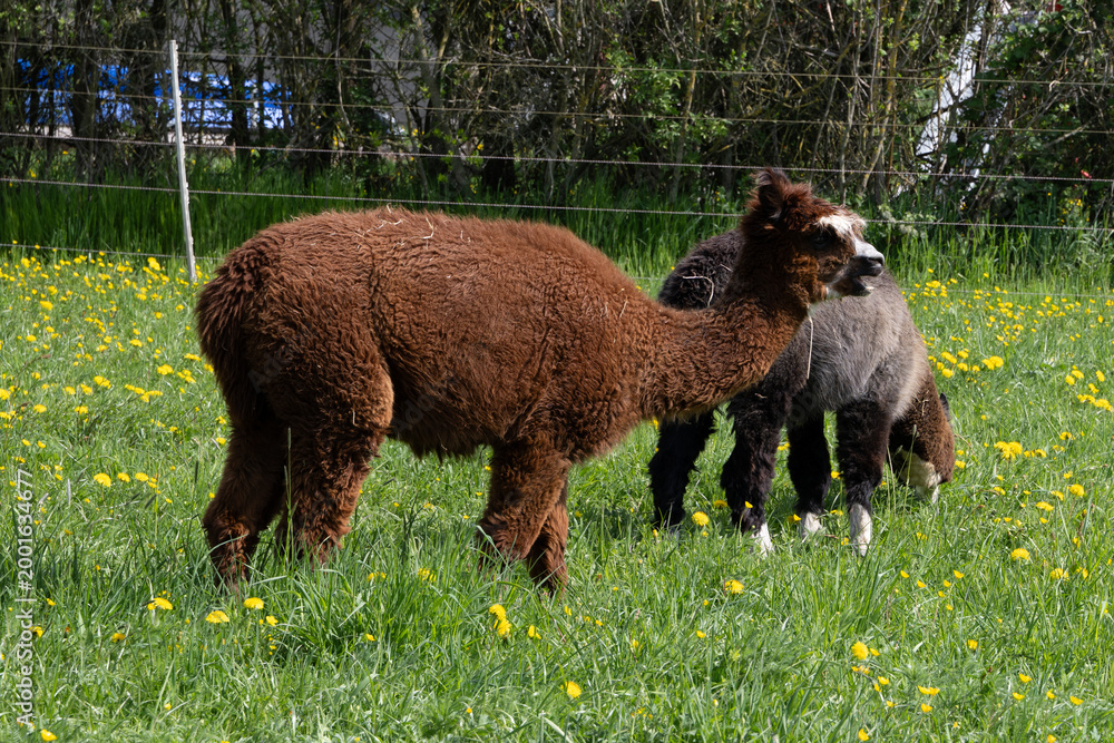 Fototapeta premium alpaka tier natur lama paar 2