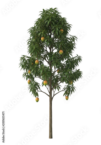 A single tall mango tree with ripe yellow orange fruits and lush green leaves isolated on transparent background