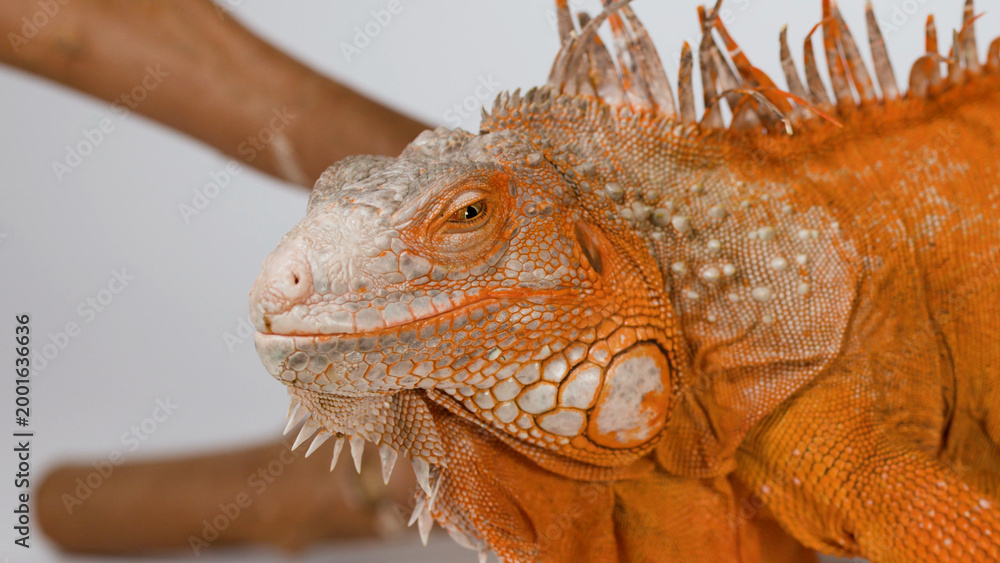 Fototapeta premium Close Up Profile of a Vibrant Orange Iguana Resting on a Branch