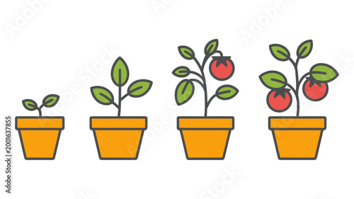 Tomato plant growth stages in pots with seedling vegetable gardening horticulture agriculture cultivation