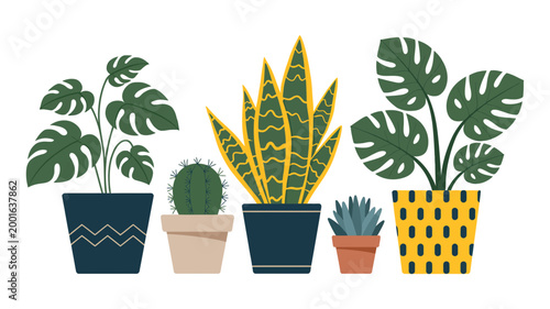 Collection of potted houseplants with snake plant houseplant monstera succulent decoration gardening