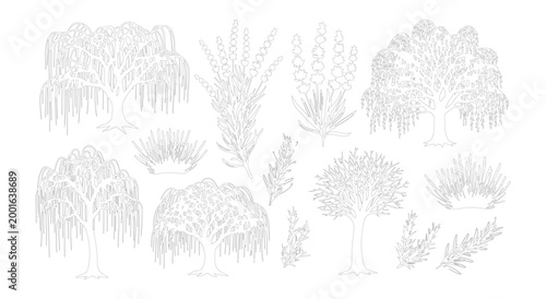 Hand drawn willow tree sketches, vintage botanical garden plant collection, 12 isolated line art tree and shrub icons in EPS format