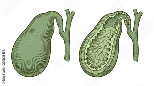 Anatomical illustration of the human gallbladder, showing its external structure and a cross-section revealing its internal mucosal folds.