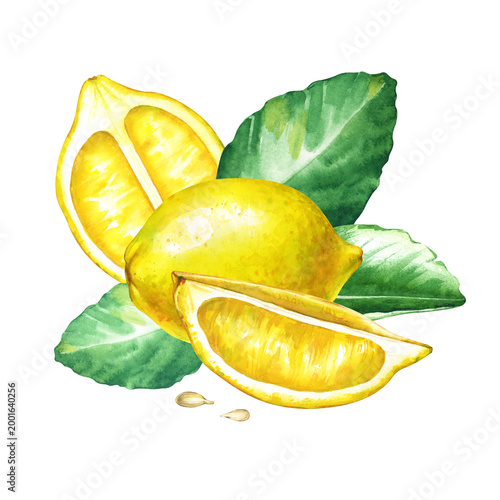 Watercolor botanical illustration with a whole yellow lemon, juicy cut slices, seeds, and fresh green citrus leaves. Realistic composition on a isolated background. For premium organic juice labels