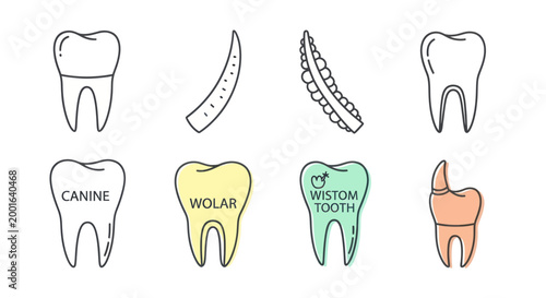 Set of Dental Teeth Icons: Canine, Molar, Wisdom Tooth, Tooth Anatomy