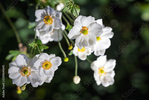 Close-up of Anemone Plant Honorine Jobert (Japanese Anemone Windflowers) with white petals swaying in the breeze on a bright sunny day with a soft focus background. 
