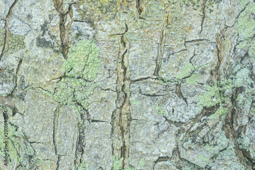 Weathered bark shows deep, rough cracks