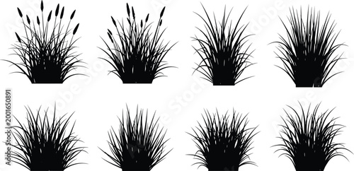 Photos Black grass and reed silhouette set with cattail plants isolated on white backgr