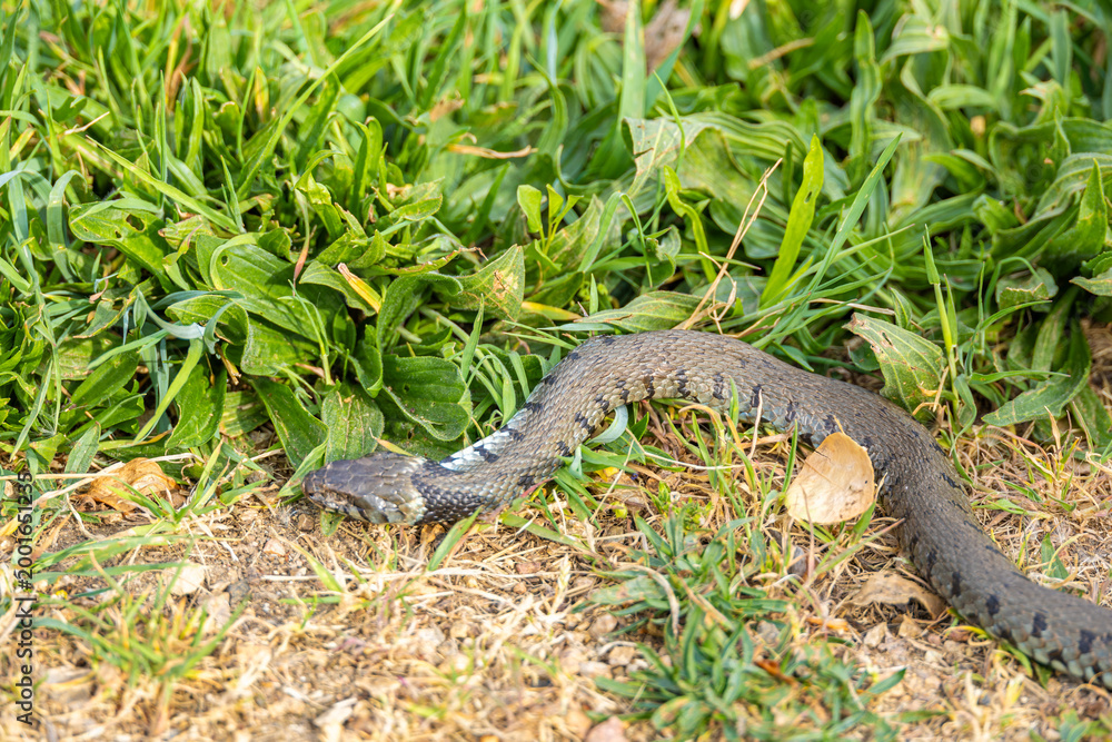 Fototapeta premium A wild grass snake moves along the edge of a dirt path bordered by green vegetation.