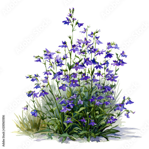 Photos flower - lobelia watercolor isolation on transparent illustration