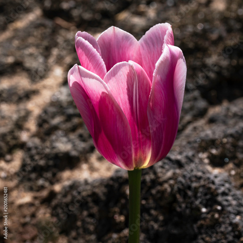 A solitary pink tulip stands elegantly against a dark, textured background, its vibrant magenta petals illuminated by soft sunlight to reveal delicate veins and graceful curves.
