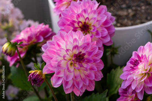 pink dahlia flowers