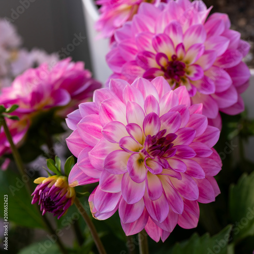 Stunning pink dahlias showcase intricate petal layers with white gradients and magenta centers, captured in a soft-focus garden setting that emphasizes their elegant, symmetrical floral beauty.