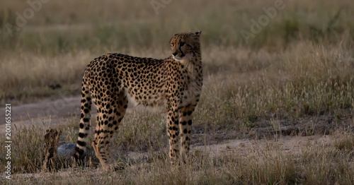 a cheetah female in low light