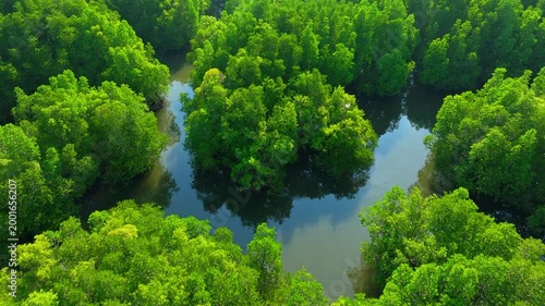 A drone capture of mangrove forest and river, symbolizing biodiversity, carbon cycles, climate change mitigation, sustainable ecosystems, and environmental preservation. Thailand. 4k.
