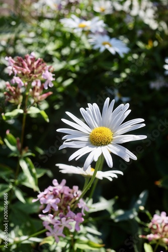 White marguerite daisies (Leucanthemum) with bright yellow centers blooming in a sunlit garden, surrounded by soft pink flowers and green foliage. The scene conveys a natural summer atmosphere with sh