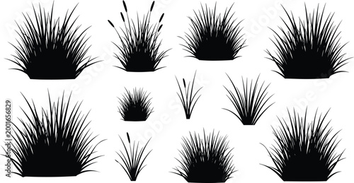 Grass and reed silhouette collection isolated black plant set for landscaping design natural vegetation elements