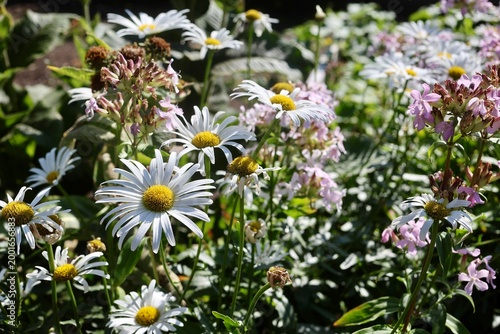 White marguerite daisies (Leucanthemum) with bright yellow centers blooming in a sunlit garden, surrounded by soft pink flowers and green foliage. The scene conveys a natural summer atmosphere with sh