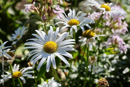 White marguerite daisies (Leucanthemum) with bright yellow centers blooming in a sunlit garden, surrounded by soft pink flowers and green foliage. The scene conveys a natural summer atmosphere with sh