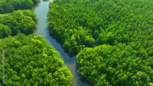 Aerial drone view of a winding river through dense mangrove forest, highlighting carbon sequestration, oxygen production, climate change resilience, and sustainable ecosystem balance. Thailand. 4k.
