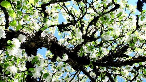 wonderful apple tree blossom in spring in Germany with camera tour round the head in a frog view
