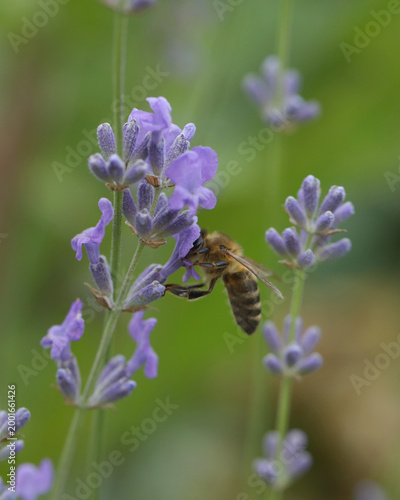 Bee on the purple lavender flowers. Close up