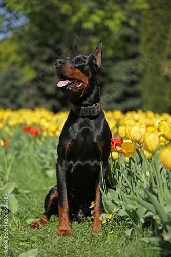Adult dobermann in spring tulips in the garden. Dog outdoor