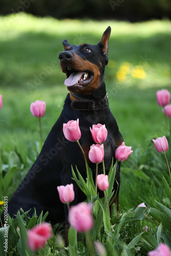 Adult dobermann in spring tulips in the garden. Dog outdoor