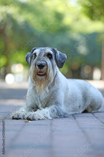 Cute mittelschnauzer walking outdoor in the park