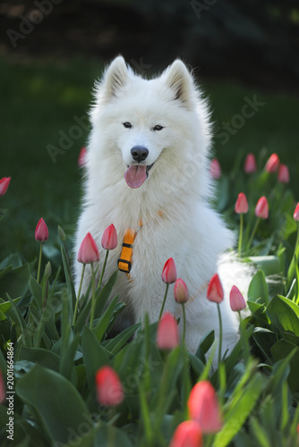 Beautiful samoyed dog outdoor with spring tulips