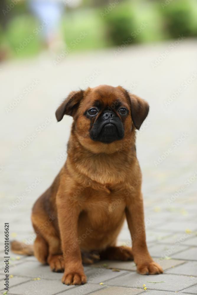 Obraz premium Cute griffon dog outdoor. Dog portrait