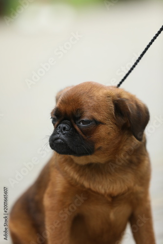 Cute griffon dog outdoor. Dog portrait