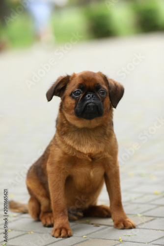 Cute griffon dog outdoor. Dog portrait