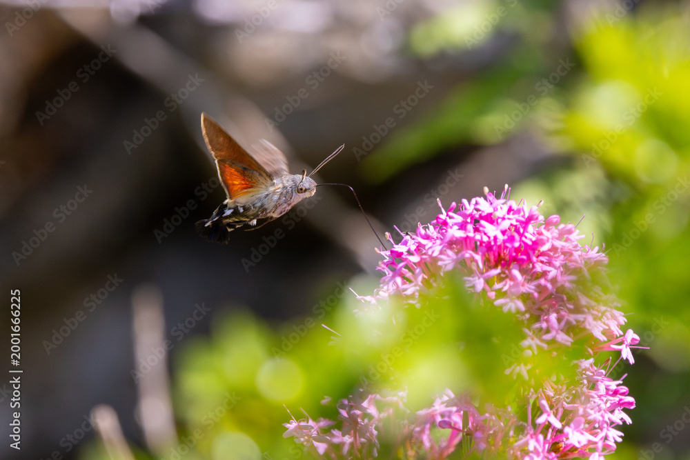 Fototapeta premium Hummingbird Hawkmoth feeding off Red Valerian during Summer. England, UK.
