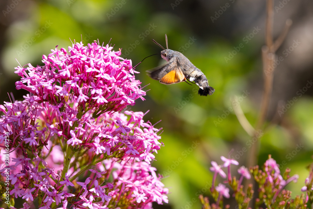 Fototapeta premium Hummingbird Hawkmoth feeding off Red Valerian during Summer. England, UK.