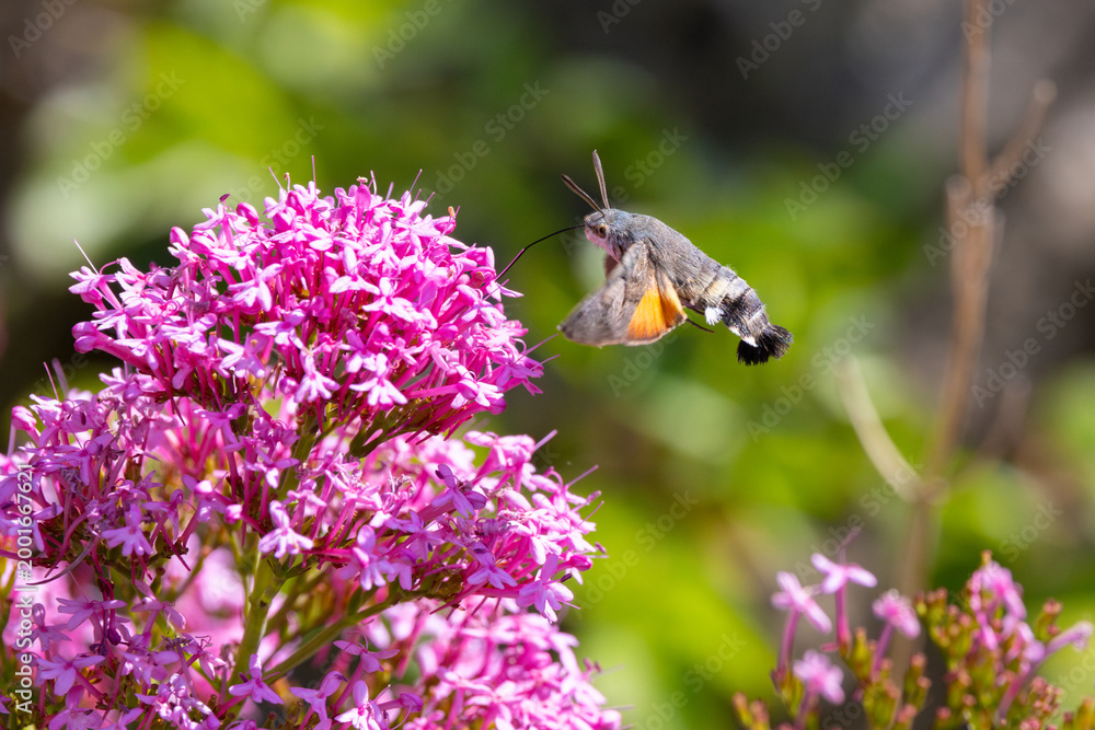 Fototapeta premium Hummingbird Hawkmoth feeding off Red Valerian during Summer. England, UK.
