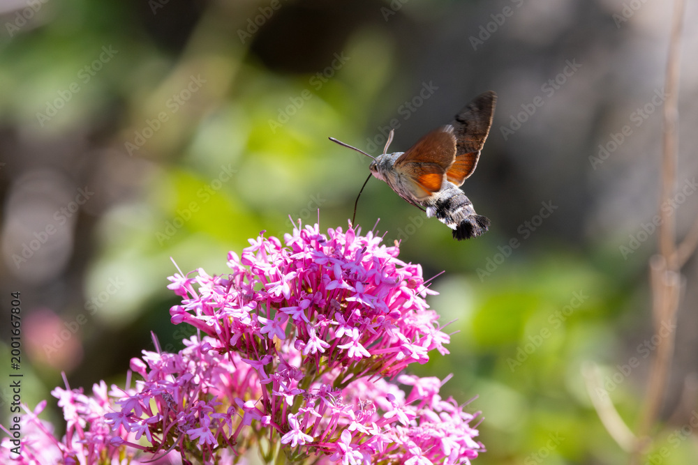 Fototapeta premium Hummingbird Hawkmoth feeding off Red Valerian during Summer. England, UK.