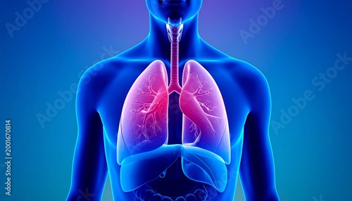 Breath of life, lungs revealed