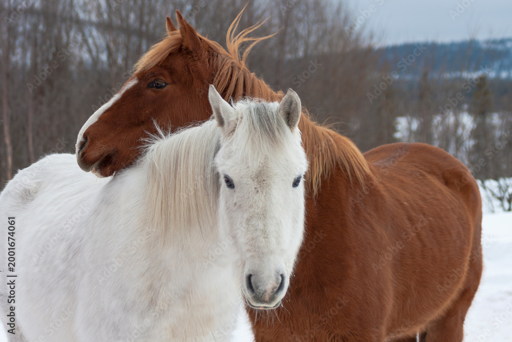 Obraz premium Icelandic horses