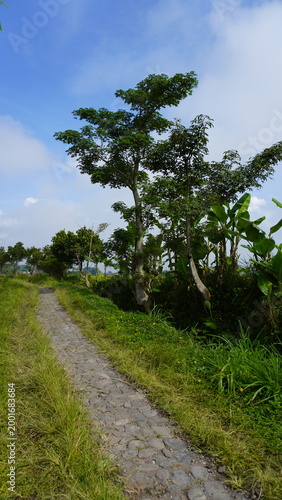 A wide rice field under a clear bright morning sky with an empty rural road, capturing a calm and peaceful countryside atmosphere