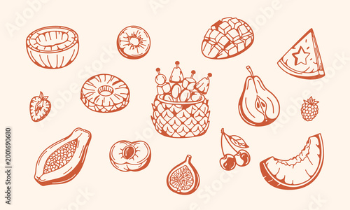 Summer Fruits Elements, line illustrations featuring peach half, coconut, papaya, strawberry, blackberry and more, perfect for summer design, branding, packaging and healthy food concepts.