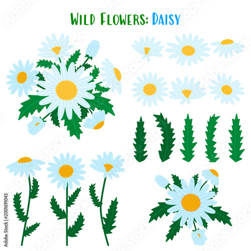 White daisy flower elements set for design creators. Botanical chamomile clipart collection with heads, leaves and stems, isolated on white. Vector flat illustration builder kit.