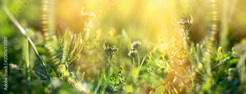 The delicate white clover blossoms and vibrant green clover leaves are bathed in warm sunlight, creating a peaceful and natural scene of a meadow in full bloom and lens flare